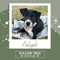 Photo of Aaliyah