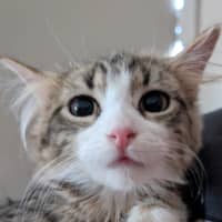 Photo of Marshmallow