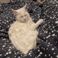 Photo of Emi * 9 Lives Project Rescue*