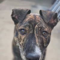 Photo of Archie