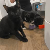 Photo of Nyx