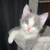 Photo of Ducky