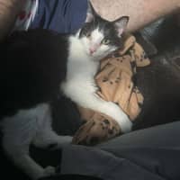 Photo of Poe *9 Lives Project Rescue*