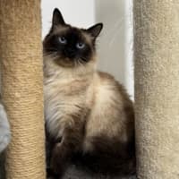Photo of Peanut