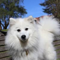 Photo of Tsuki