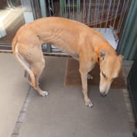 Photo of Roxy