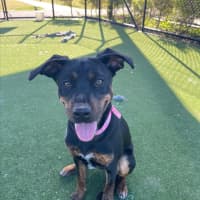 Photo of Rosa Imp 1309