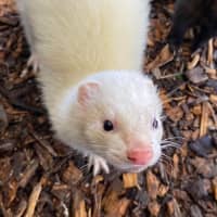 Photo of Sid & Digby