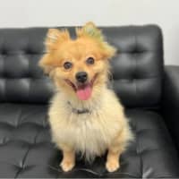 Photo of Cashew