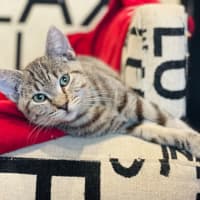 Photo of Skylar   Located In Pascoe Vale 