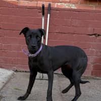 Photo of Olive