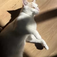 Photo of Snowy