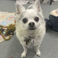 Photo of Sparky
