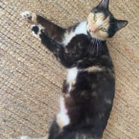 Photo of Honey