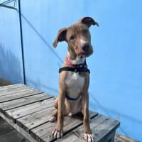 Photo of Butterscotch