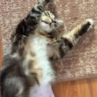 Photo of Molly   Available At Pe Tquarters Glendale