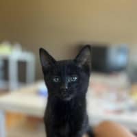 Photo of Riven (Puddin)