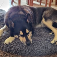 Photo of Ace Ventura