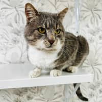 Photo of Bubbles   Located In Preston