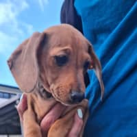 Photo of Peanut