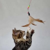 Photo of Elliette 