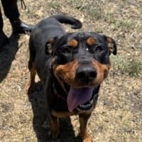 Photo of Tilly (67871)