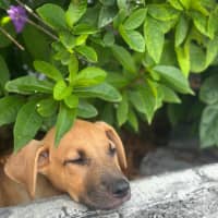 Photo of Kiki 🐶🌺🐶