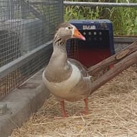 Photo of Honcules