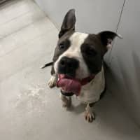 Photo of Tyson