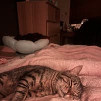 Photo of Moonface