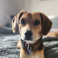 Photo of Bambi   15 Month Old Beagle X