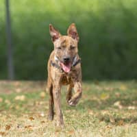 Photo of Luna