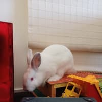 Photo of Stuart Little