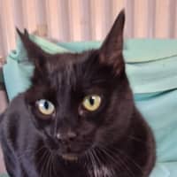 Photo of Midnight