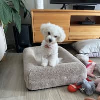 Photo of Beautiful Daisy 