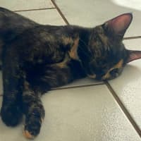 Photo of Tawny