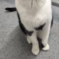 Photo of Alfie