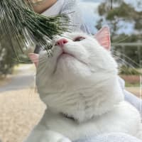Photo of Miu Miu