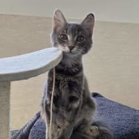 Photo of Lotus