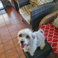 Photo of Bandit