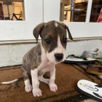 Photo of Nugget
