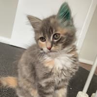 Photo of Milli