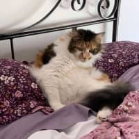 Photo of Cherry