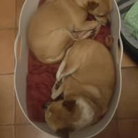 Photo of Bambi And Thumper 