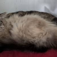 Photo of Fluffy