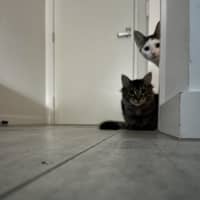 Photo of Shiraz & Cognac🍹