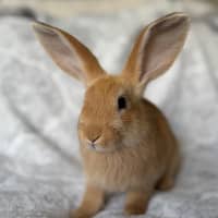 Photo of Leek (Bonded To Squash)