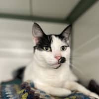 Photo of Whiskerella