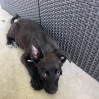 Photo of Buttercup
