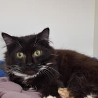 Photo of Odysseus